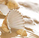 Lovely Shells Wall Decal