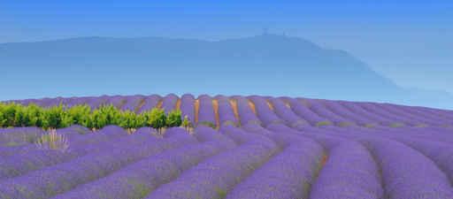 Lavender Wall Decal Design 5