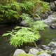 Stream with Ferns and Wall Decal
