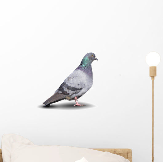 Pigeon Wall Decal