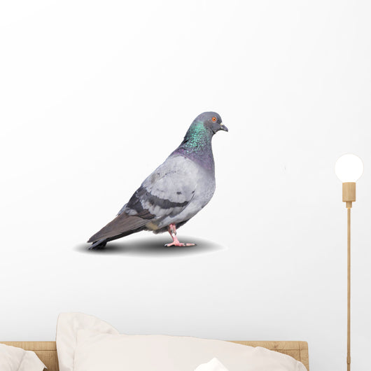 Pigeon Wall Decal