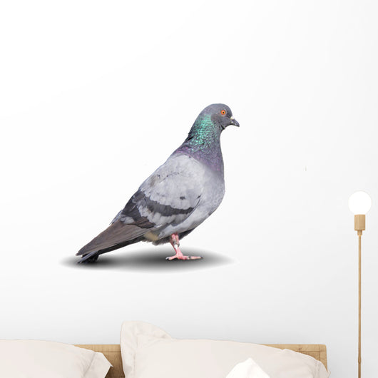 Pigeon Wall Decal