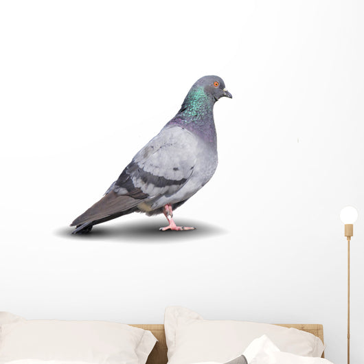 Pigeon Wall Decal