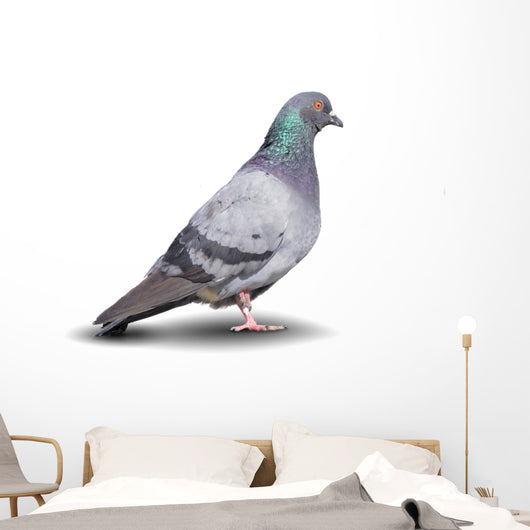 Pigeon Wall Decal