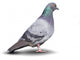 Pigeon Wall Decal
