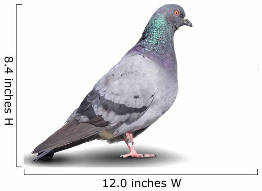 Pigeon Wall Decal