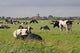 Cows Pasture Pilsum Wall Decal