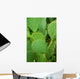 Cacti Wall Decal
