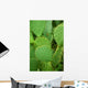 Cacti Wall Decal