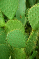 Cacti Wall Decal
