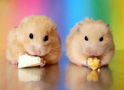 Two Syrian Hamsters Eating Wall Decal