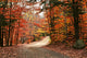 Autumn Landscape with Path Wall Decal