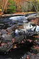 Fall Forest and River Wall Decal