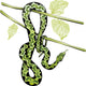 Hanging Jungle Snake Wall Decal