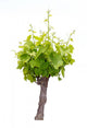 Vine Wall Decal