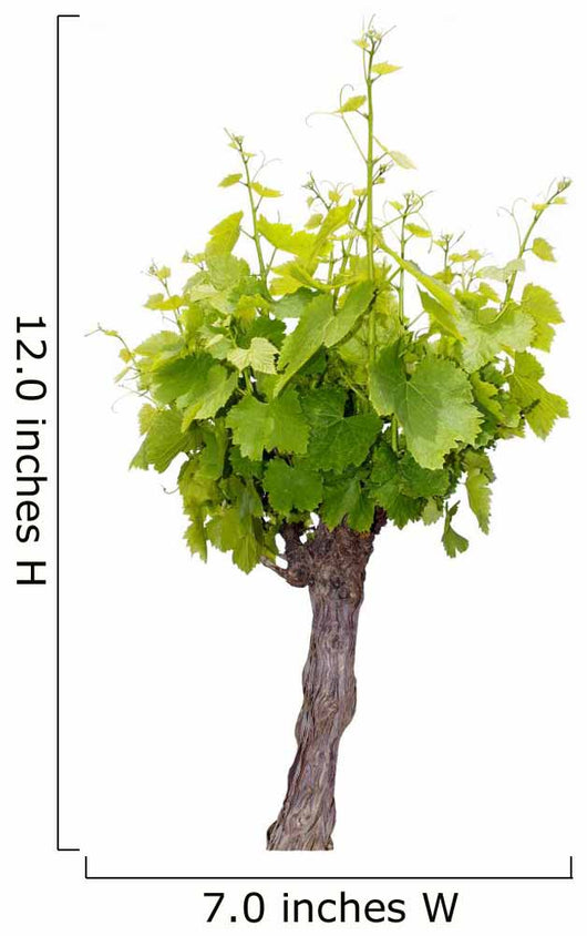 Vine Wall Decal