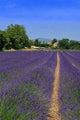 Lavender Wall Decal Design 4