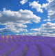 Lavender Wall Decal Design 2