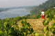 Loire Vineyards Wall Decal