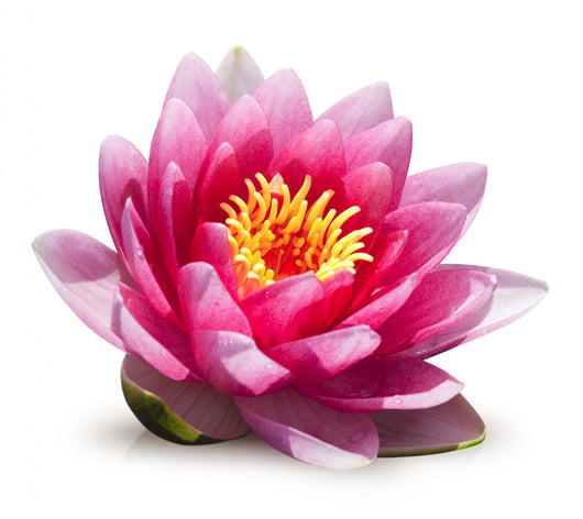 Lotus Flower White Wall Decal