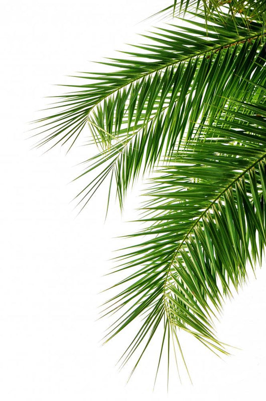Palm Wall Decal Design 2