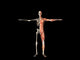 Anatomy Man Wall Decal