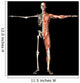 Anatomy Man Wall Decal