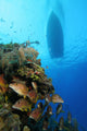 Coral Reef and Fish Wall Decal