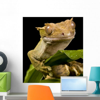 New Caledonian Gecko Wall Decal shown on a wall