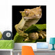 New Caledonian Gecko Wall Decal