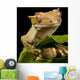 New Caledonian Gecko Wall Decal