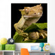 New Caledonian Gecko Wall Decal