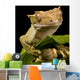 New Caledonian Gecko Wall Decal