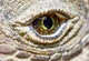 Komodo Dragon Eye Wall Decal