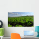 Sugar Beet Field Wall Decal