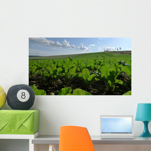 Sugar Beet Field Wall Decal