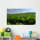 Sugar Beet Field Wall Decal