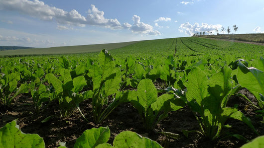 Sugar Beet Field Wall Decal
