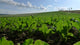 Sugar Beet Field Wall Decal