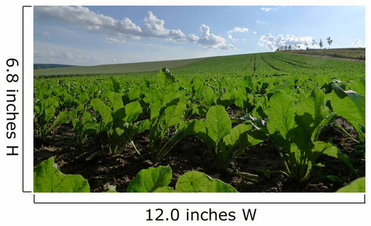 Sugar Beet Field Wall Decal