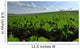 Sugar Beet Field Wall Decal