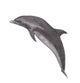 Dolphin Wall Decal Design 2