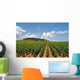 Vineyard with Rows Grapes Wall Decal