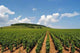 Vineyard with Rows Grapes Wall Decal
