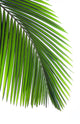 Leaves Palm Tree Wall Decal Design 2