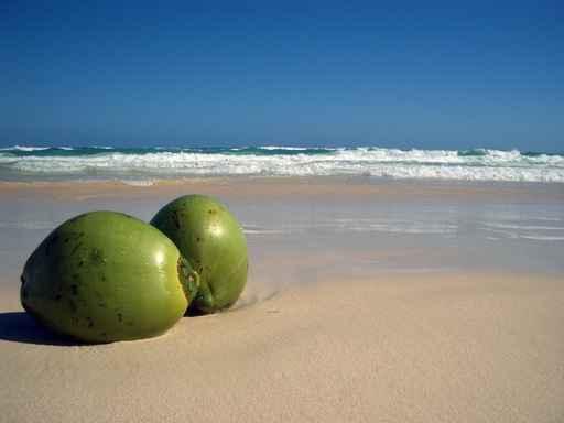Coconuts Beach Wall Decal
