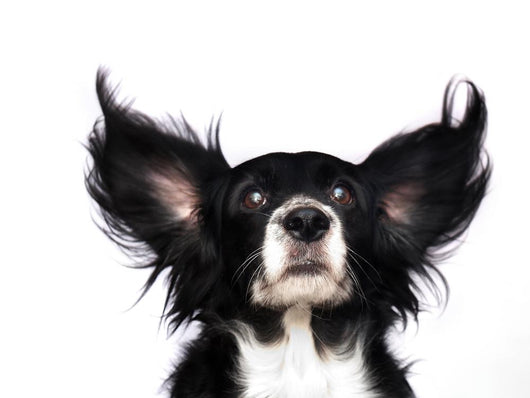 Dog Wall Decal Design 2
