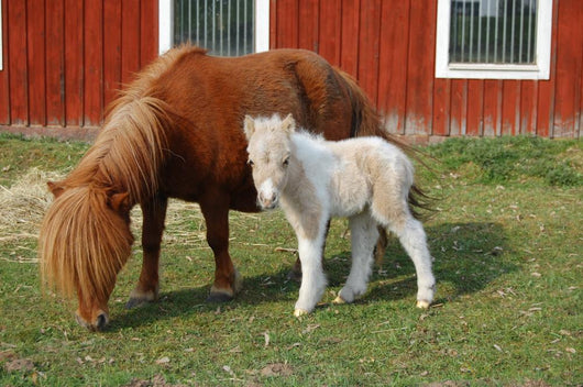 Mare with Foal Wall Decal