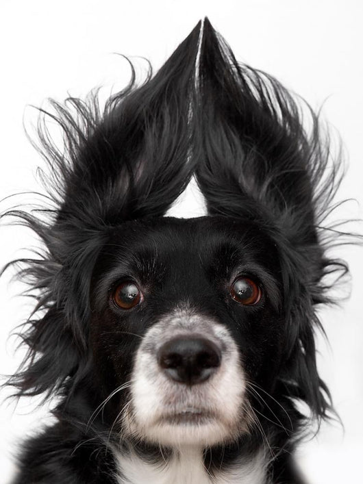 Dog Wall Decal Design 1