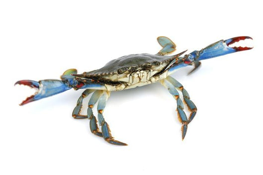 Live Blue Crab Wall Decal
